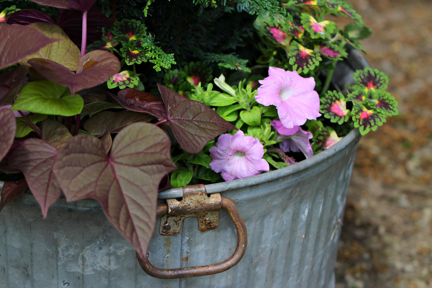 container planting